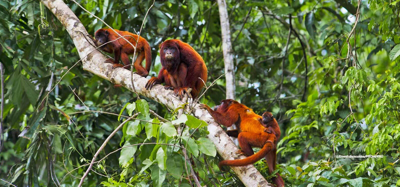 Tour-Eco-Mágico-en-el-Eco-Amazonia-Lodge-Manú-Tours