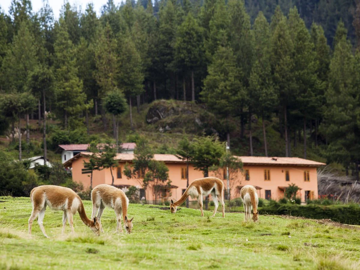 Tour-Vivencial-Granja-Porcón-Paquetes-de-Vacaciones-Cajamarca (1)