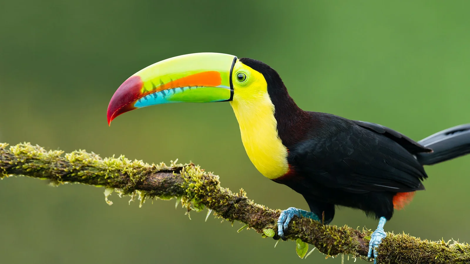 Tour-Iquitos-Observación-de-Aves-Especial-Vacaciones-Excursiones-en-Iquitos