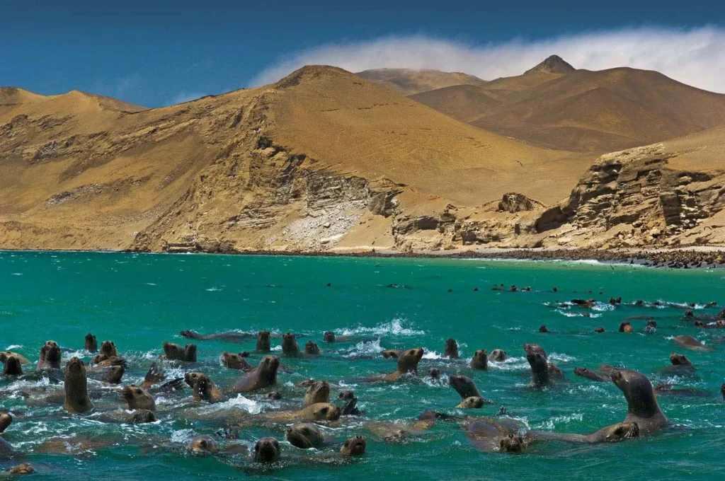Paracas-Tours-–-Tours-en-Paracas
