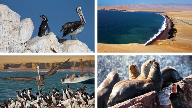 Tour-Ica-Líneas-de-Nazca-y-Reserva-Nacional-de-Paracas-Excursiones-en-Ica