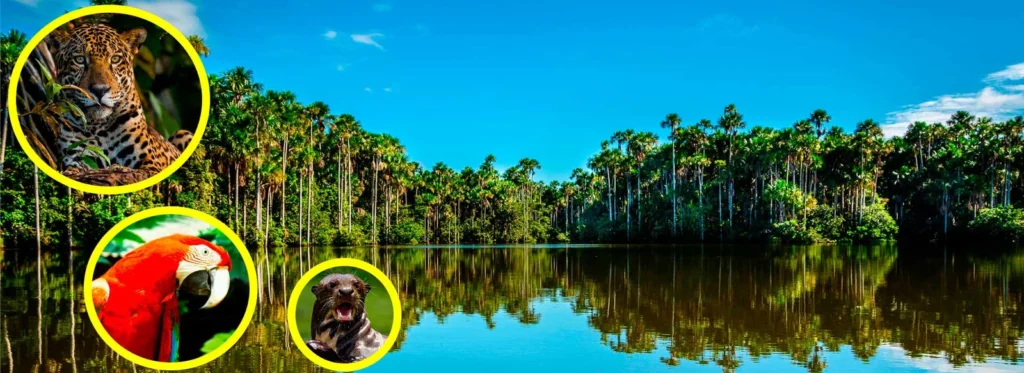 Tour-Tambopata-Reserva-Amazónica