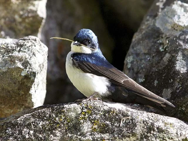 Observación-de-Aves-en-Cusco-y-Machu-Picchu