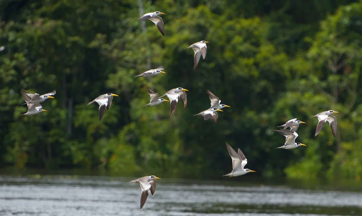 TOURS-DE-OBSERVACIÓN-DE-AVES-EN-PERÚ
